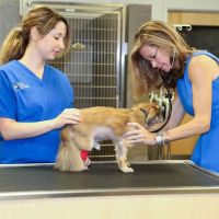 North Georgia Veterinary Specialists ico