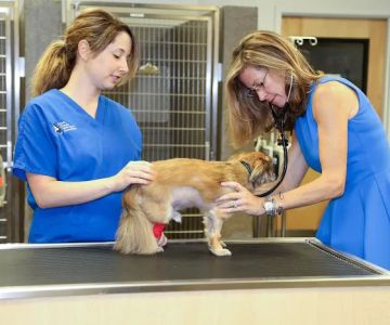 North Georgia Veterinary Specialists