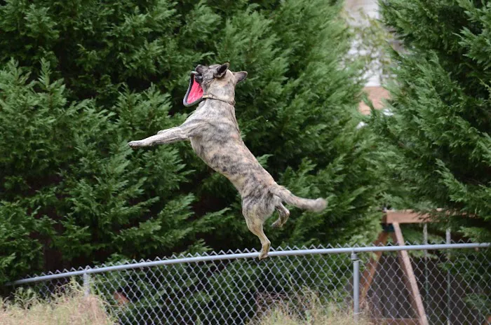 North Georgia Veterinary Specialists 9