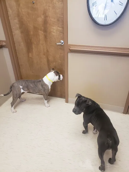 Crestview Animal Hospital & Emergency 5
