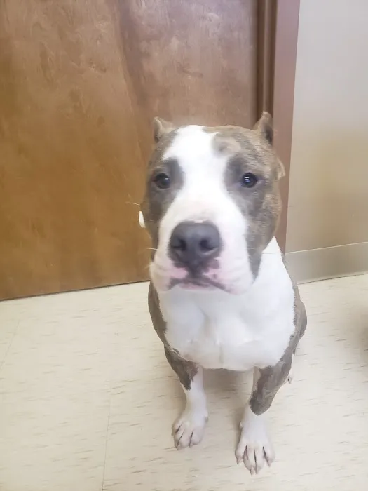 Crestview Animal Hospital & Emergency 2