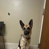 Premier Veterinary Hospital ico