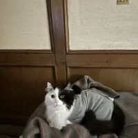 Banfield Pet Hospital ico