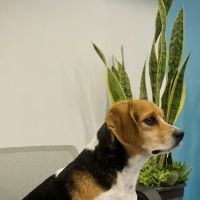 Brown Veterinary Services ico