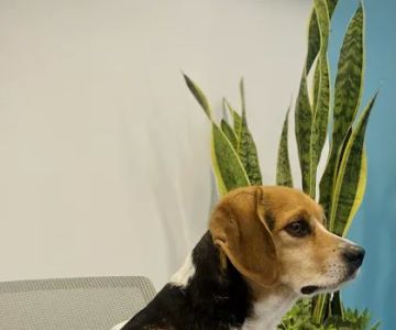 Brown Veterinary Services
