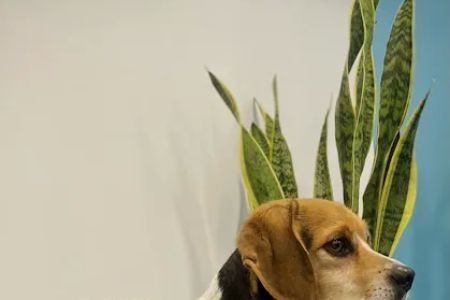Brown Veterinary Services