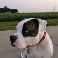Valley Veterinary Associates ico