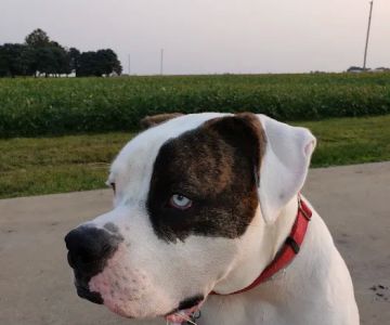 Valley Veterinary Associates