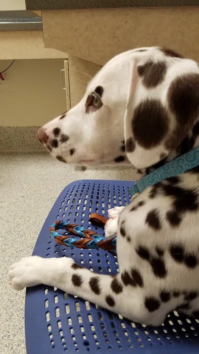 Wilford & Kate Bailey Small Animal Teaching Hospital 4