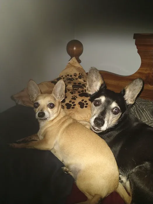Pet Care Center 12