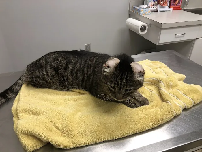 Pet Care Center 12