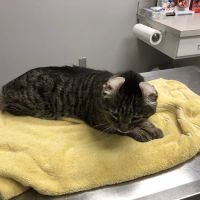 Pet Care Center ico