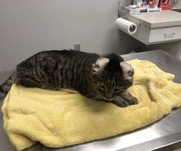 Pet Care Center