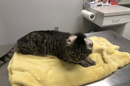 Pet Care Center