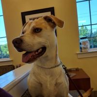 Care More Animal Hospital ico