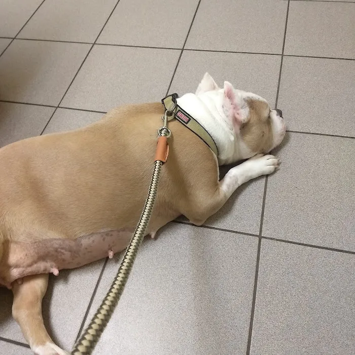 Care More Animal Hospital 7