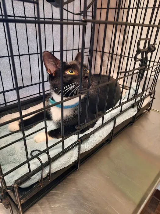 Tribby’s Hill High Animal Hospital 4