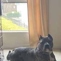 Summit Chase Animal Hospital ico