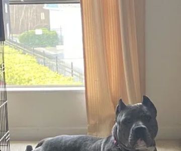 Summit Chase Animal Hospital