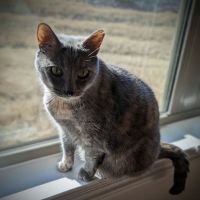 Happy Tails Veterinary Care ico
