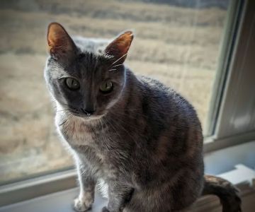 Happy Tails Veterinary Care