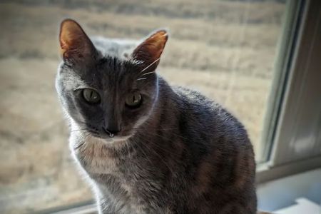Happy Tails Veterinary Care