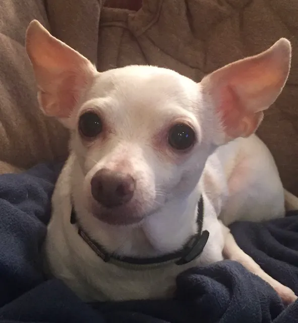 Happy Tails Veterinary Care 3