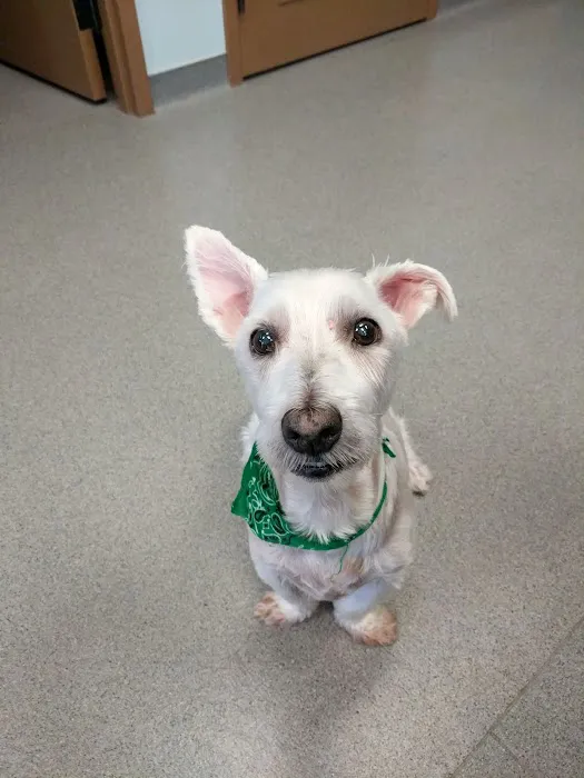 Happy Tails Veterinary Care 5