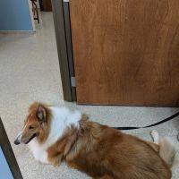 La Grange Veterinary Hospital ico
