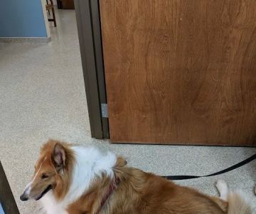 La Grange Veterinary Hospital