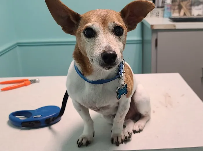 Macon Road Veterinary Clinic 12