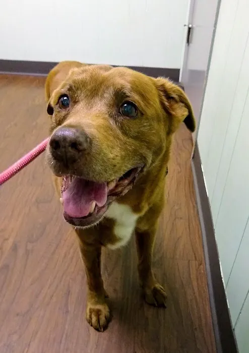 Macon Road Veterinary Clinic 12