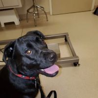 Cataula Veterinary Hospital Pc ico