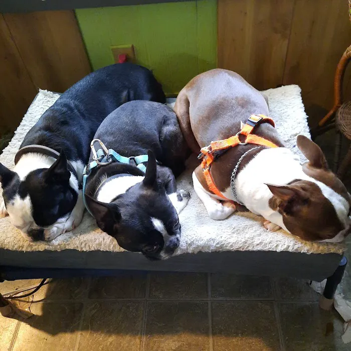 Cataula Veterinary Hospital Pc 12