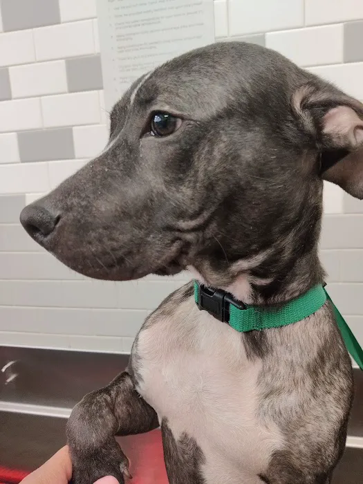 Animal Care Clinic 8
