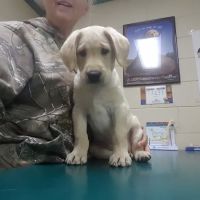 Columbus Veterinary Medical Center ico