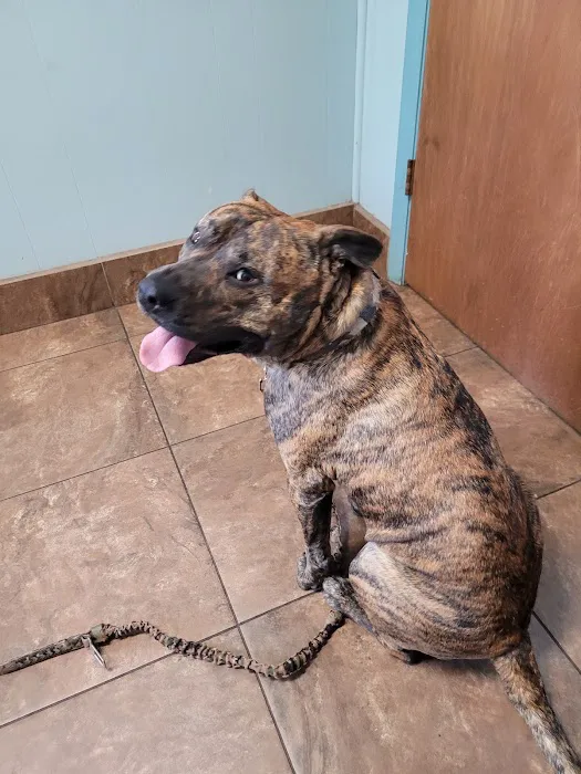 Springlake Animal Hospital 6