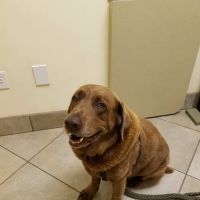 Lake Area Animal Hospital ico