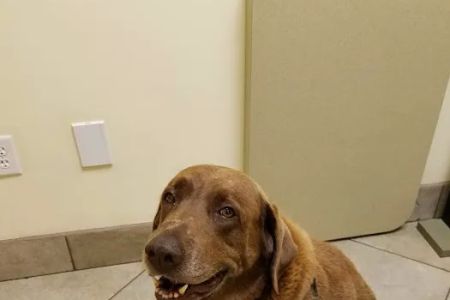 Lake Area Animal Hospital