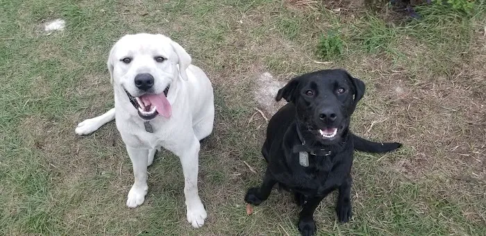 Companion Animal Clinic 4
