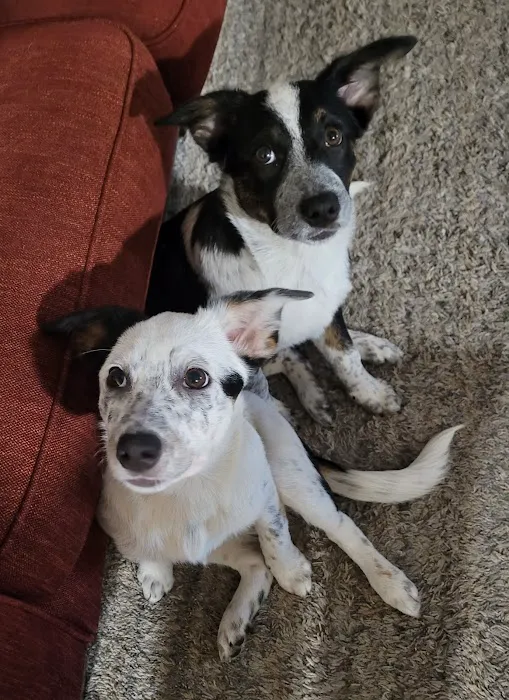 Companion Animal Clinic 7
