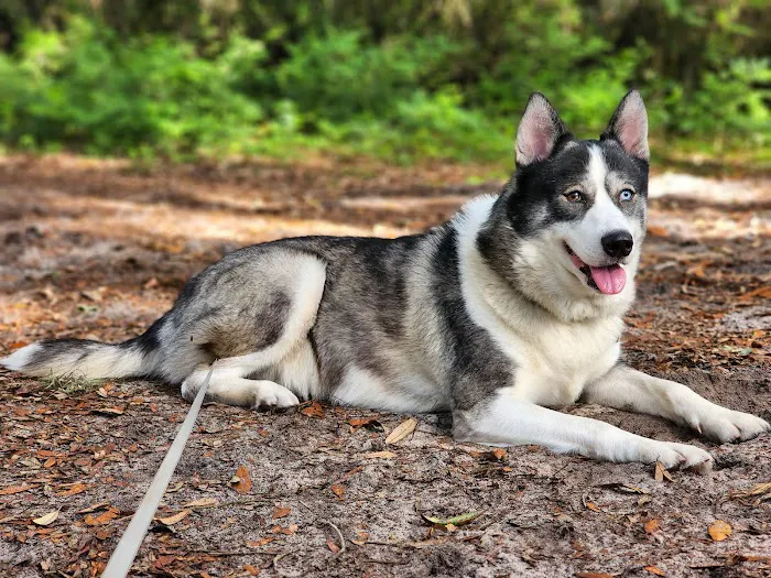 Companion Animal Clinic 8