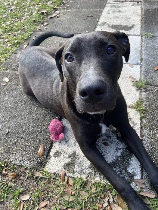 Companion Animal Clinic 10