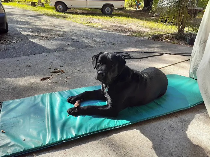 Companion Animal Clinic 3