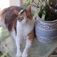 Vet-I-Care Animal Hospital ico