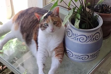 Vet-I-Care Animal Hospital
