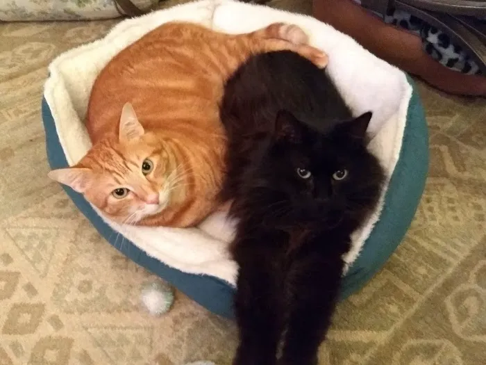 Vet-I-Care Animal Hospital 12