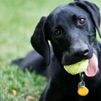Black Creek Veterinary Hospital ico