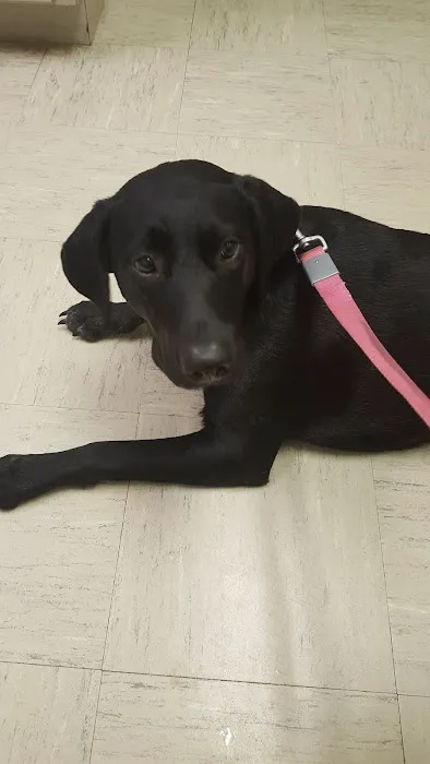 Forest Veterinary Clinic 5