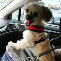 Chiefland Animal Hospital: Ludwig Susan DVM ico